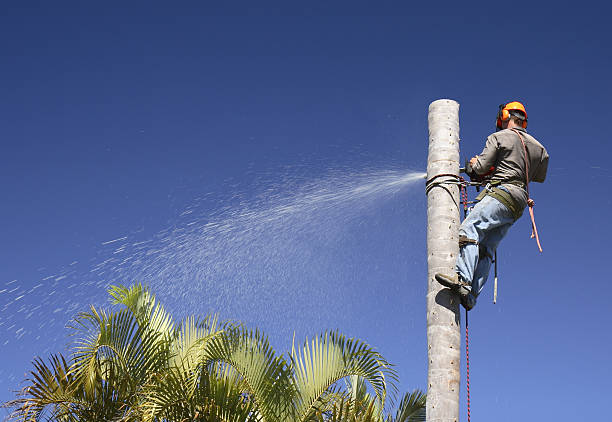 How Our Tree Care Process Works  in  Orleans, IN